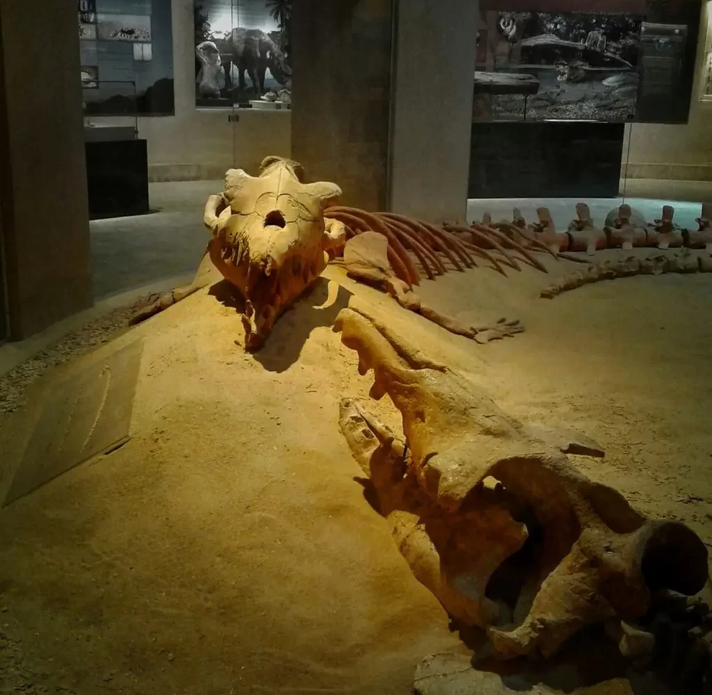 Excursión a Wadi El Hitan de un Día y Safari en Fayum desde El Cairo – Fósiles de ballena gigante en Wadi El Hitan, Fayum