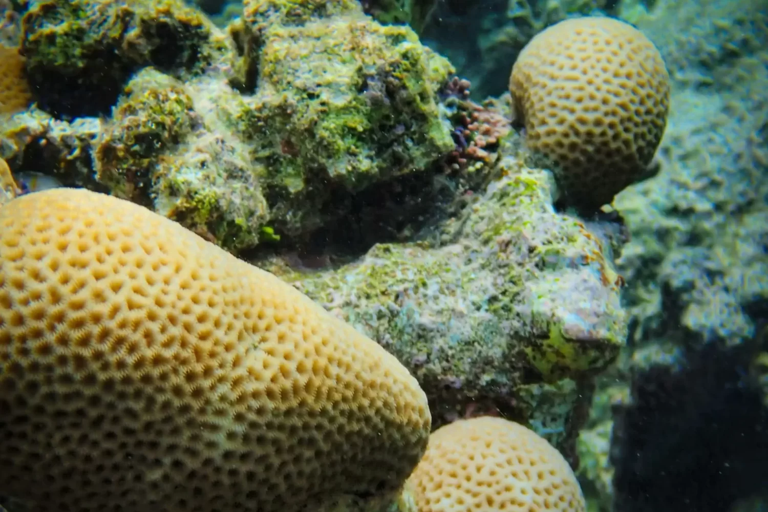 Viaje a Egipto Faraónico y Mar Rojo 11 Días: coloridos arrecifes de coral en el Mar Rojo.