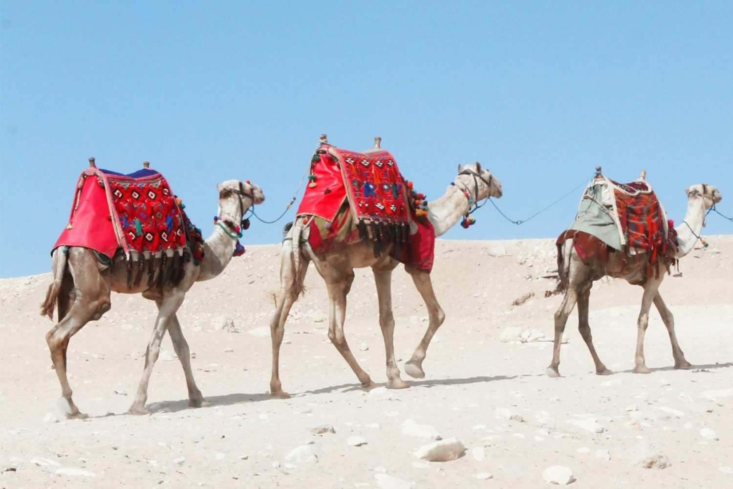 Safari por el Desierto Egipto: Camellos cruzando las dunas del Desierto Blanco y Negro, explorando oasis de Bahariya, Dakhla y Kharga con guía en español.