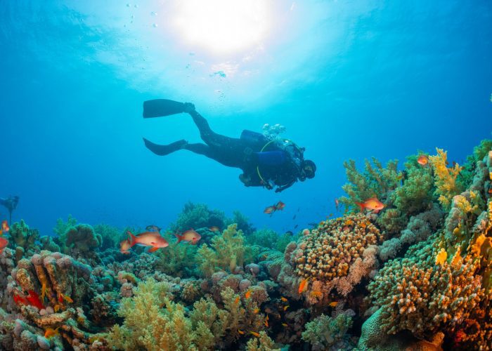 Snorkeling en el Mar Rojo por 1 día desde El Gouna – persona disfrutando de snorkeling entre coloridos arrecifes de coral.