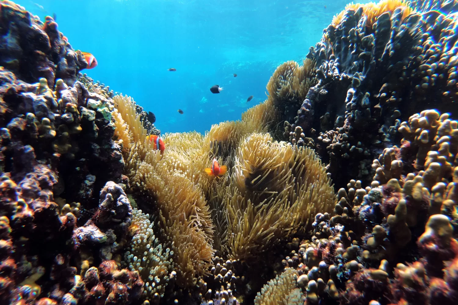 Viaje a Egipto 11 Días con Mar Rojo – Snorkeling y Arrecifes de Coral