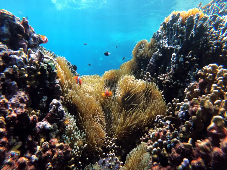 Viaje a Egipto Magnífico y Mar Rojo: 11 Días – Arrecifes de coral y peces de colores en el Mar Rojo.