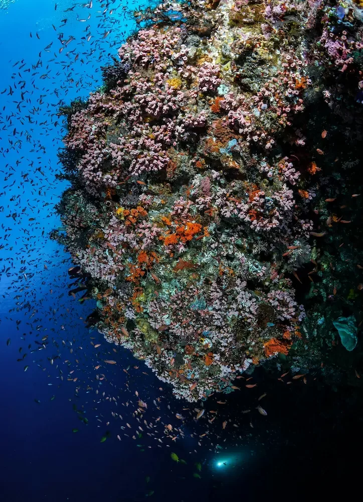 Snorkel en Marsa Alam – Peces exóticos nadando entre coloridos arrecifes de coral en el Mar Rojo