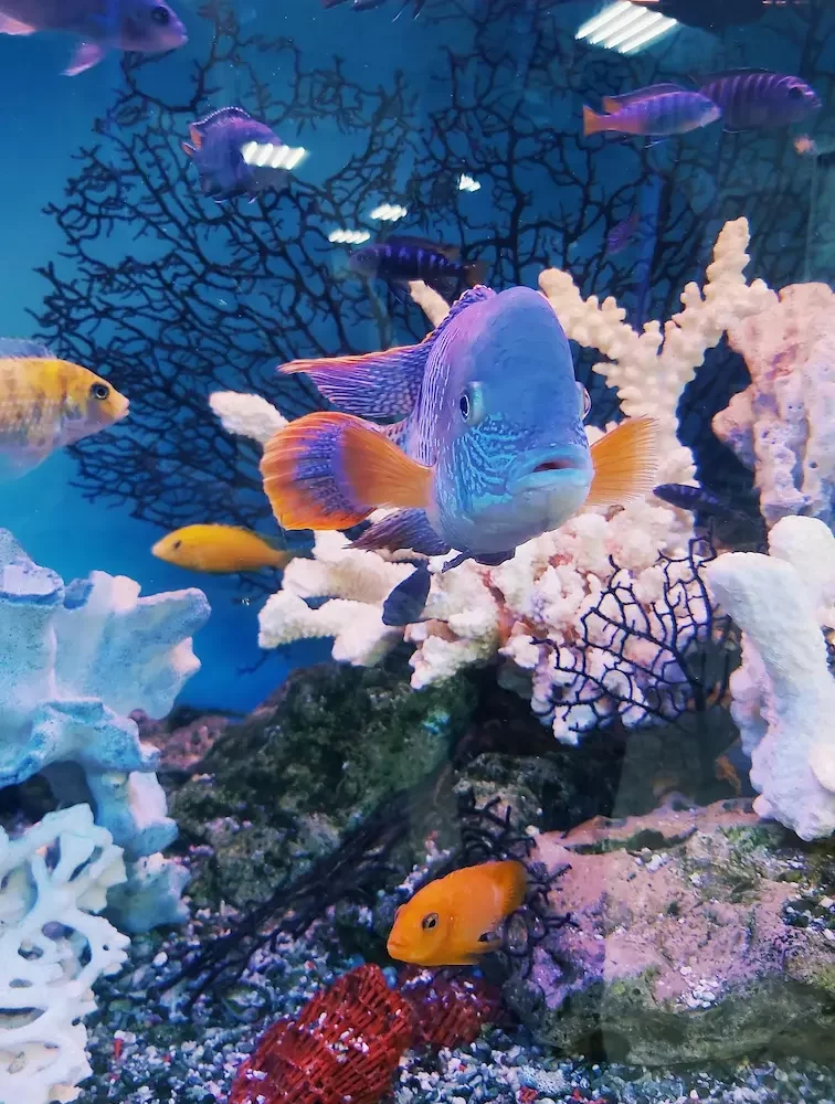 Excursión a Submarino en Sharm El Sheij: Arrecifes de coral y peces tropicales del Mar Rojo