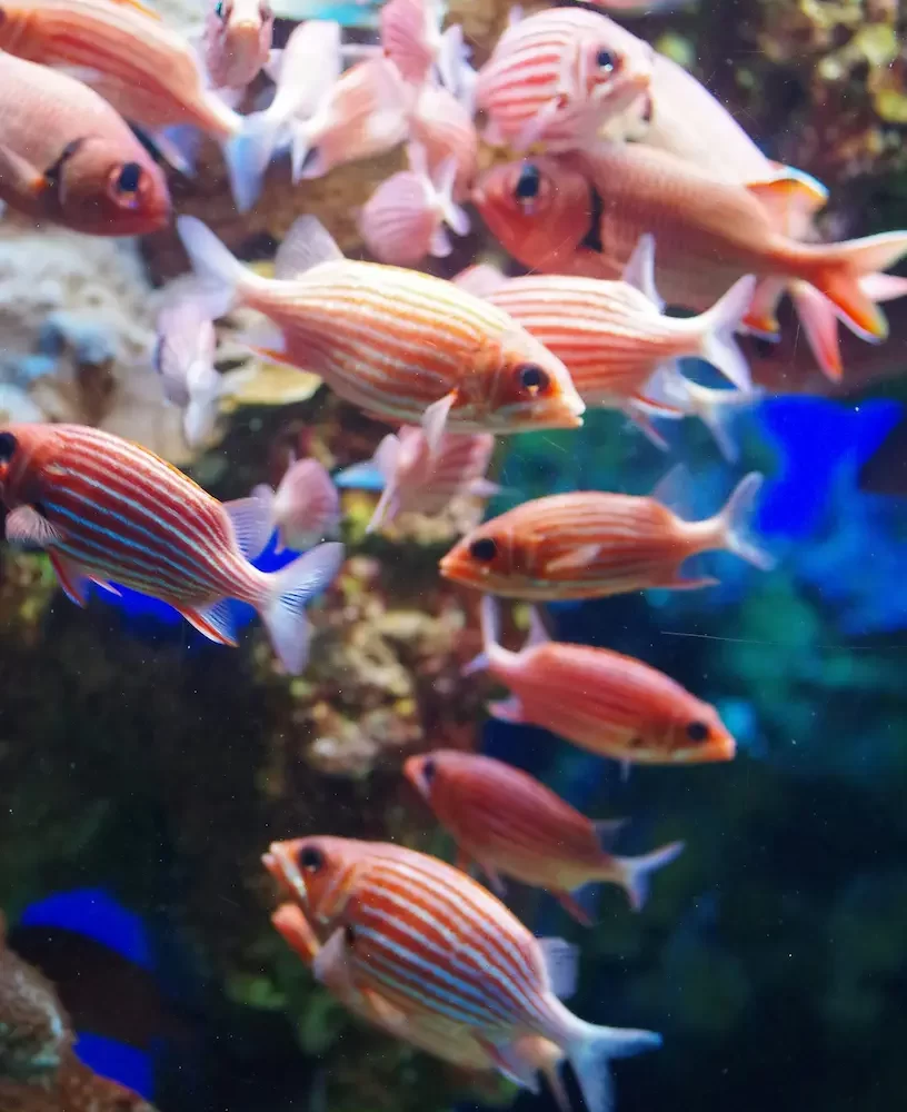 Excursión de buceo en Hurgada de 1 Día: peces multicolores nadando en aguas cristalinas del Mar Rojo.