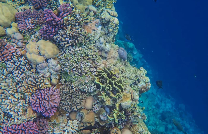 Excursiones desde El Gouna con vistas al Mar Rojo y actividades turísticas en Egipto