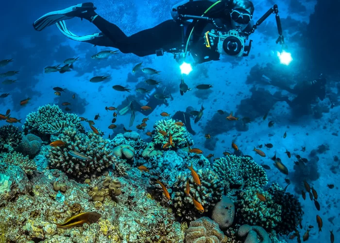 Buceador explorando arrecifes de coral y peces tropicales en el Mar Rojo durante viajes a Egipto
