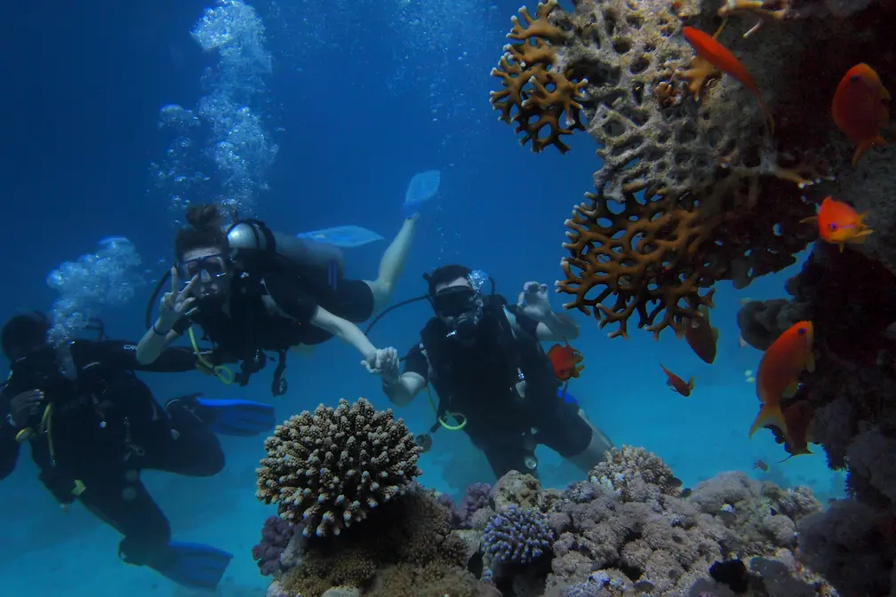 La Ciudad de Sharm El Sheij en Egipto: Persona haciendo snorkel rodeado de arrecifes de coral y peces de colores en el Mar Rojo